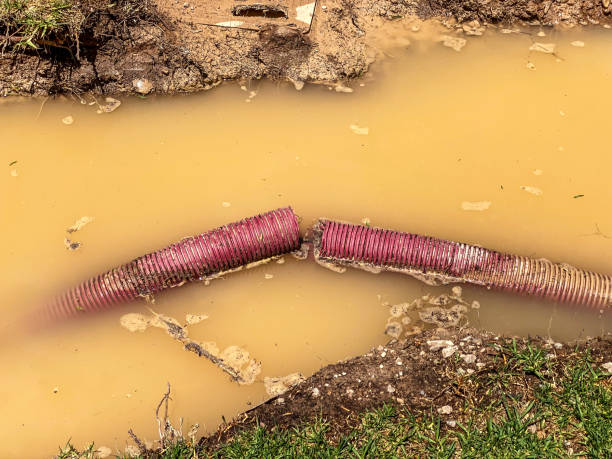 Best Flood damage cleanup  in North Sarasota, FL